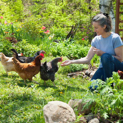 themenwelt krachel huehnerhaltung 412x412